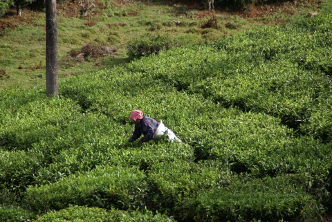 L'Inde du sud ... Au pays de Ganesh le dieu éléphant…