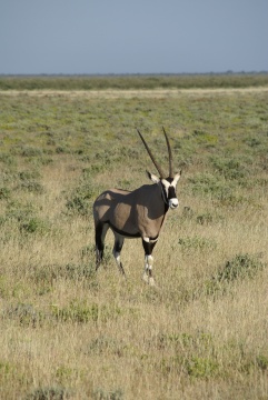 Flâneries australes en Namibie