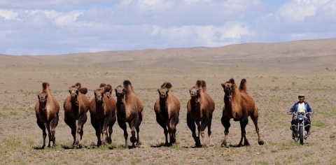 MONGOLIE 2025